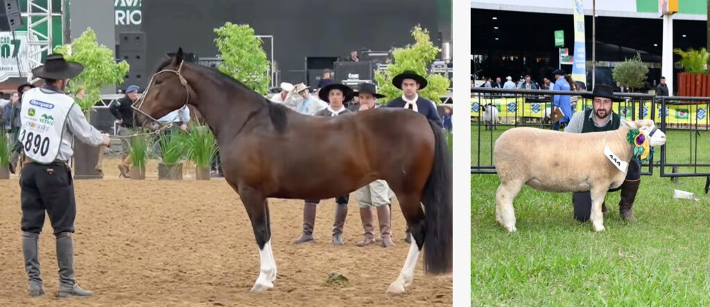 Nova Bassano se destaca com premiações na 49ª Expointer