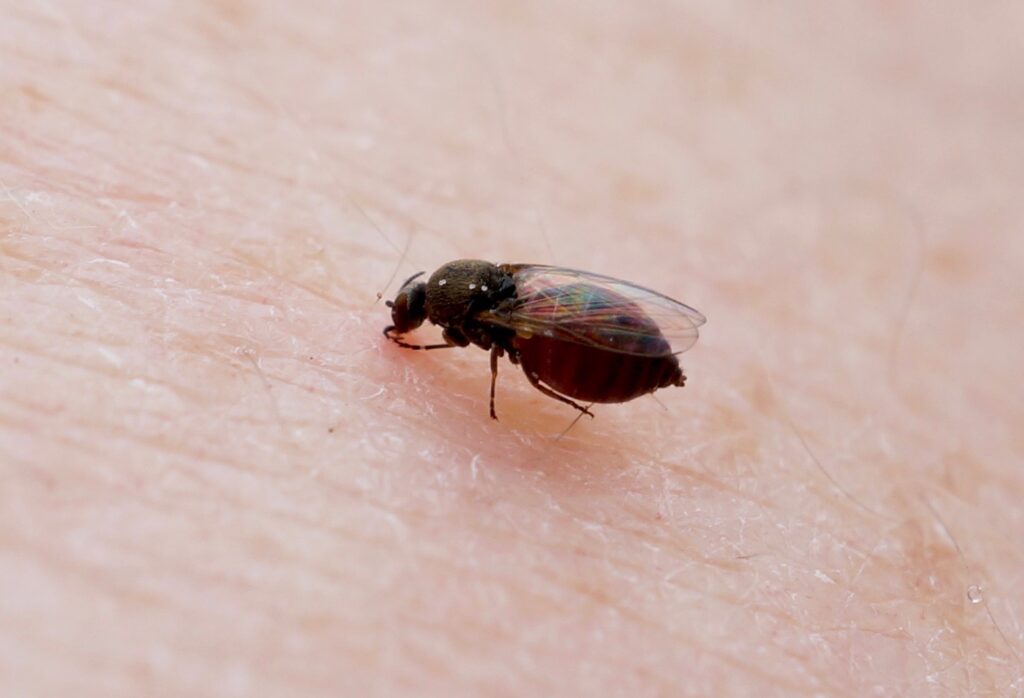 Nova Prata inicia aplicação de BTI para combater a proliferação do mosquito borrachudo
